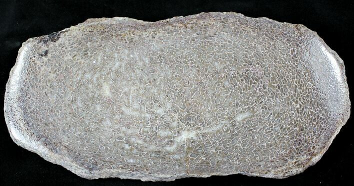 Large Polished Agatized Dinosaur Bone Section - x #21345